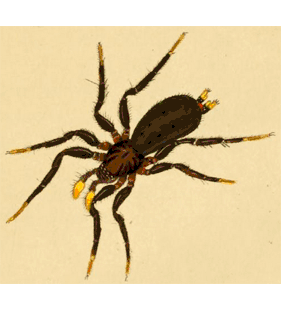 speciesimage