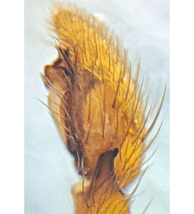 speciesimage