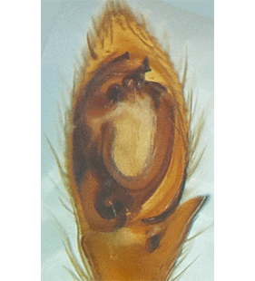 speciesimage