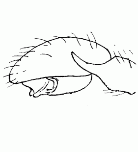speciesimage