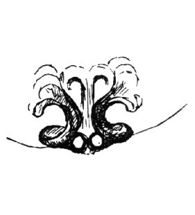 speciesimage