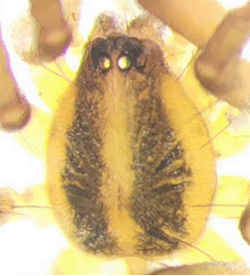 species