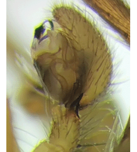 species