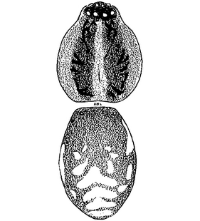species