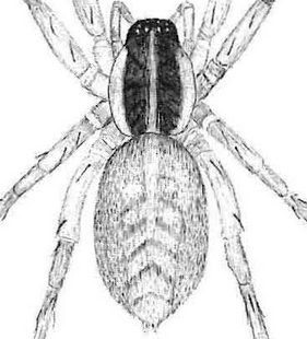 species