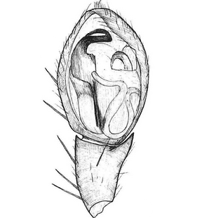 species