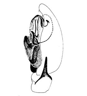 speciesimage