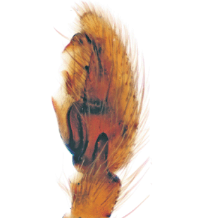 speciesimage