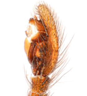speciesimage