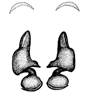 speciesimage
