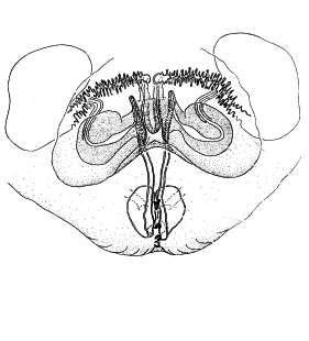 speciesimage