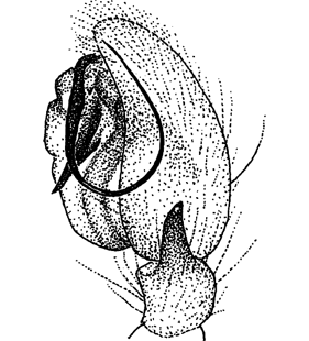 speciesimage