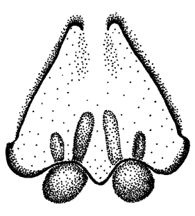 speciesimage