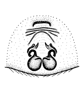 speciesimage