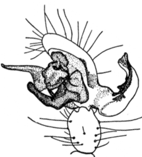 speciesimage