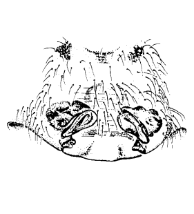 speciesimage