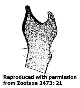 speciesimage
