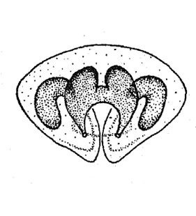 speciesimage
