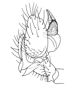 speciesimage