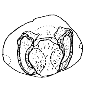species