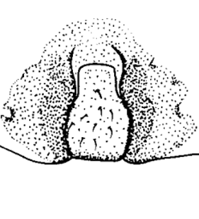 species