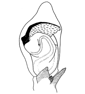 species