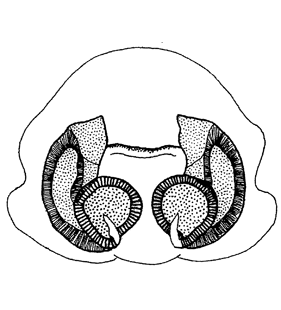 species