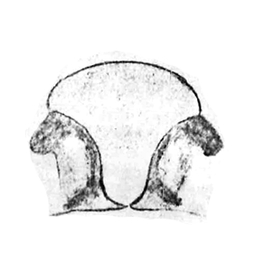 speciesimage