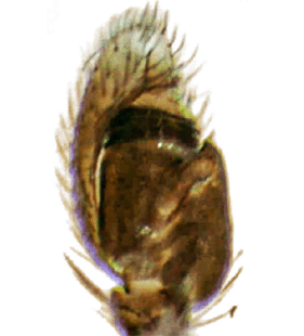 species