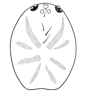 speciesimage