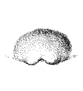 speciesimage