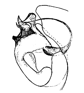 speciesimage