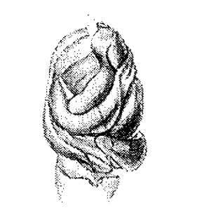 speciesimage