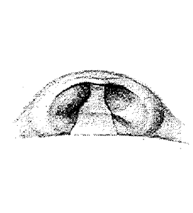 speciesimage