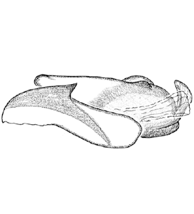 speciesimage