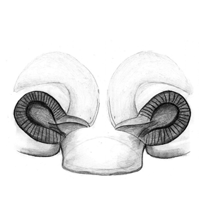 speciesimage