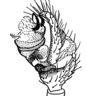 speciesimage