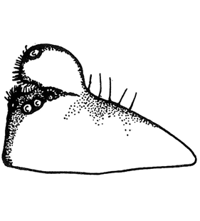 speciesimage