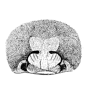 speciesimage