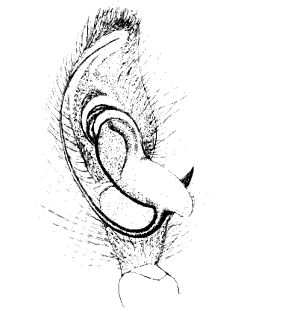 speciesimage