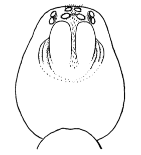 speciesimage