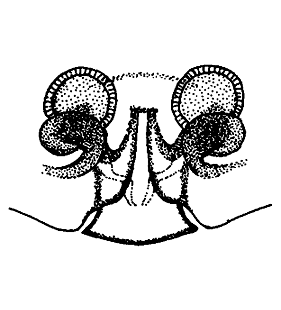 speciesimage