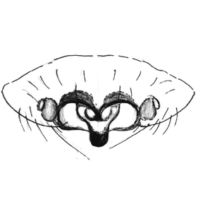 speciesimage