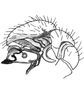 speciesimage