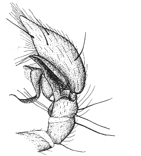 speciesimage