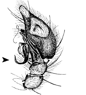 speciesimage