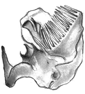 speciesimage