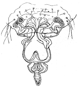 speciesimage