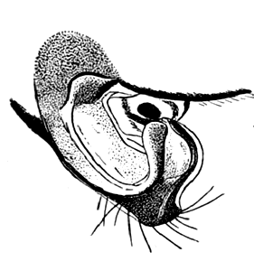 speciesimage
