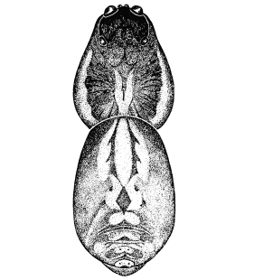 speciesimage